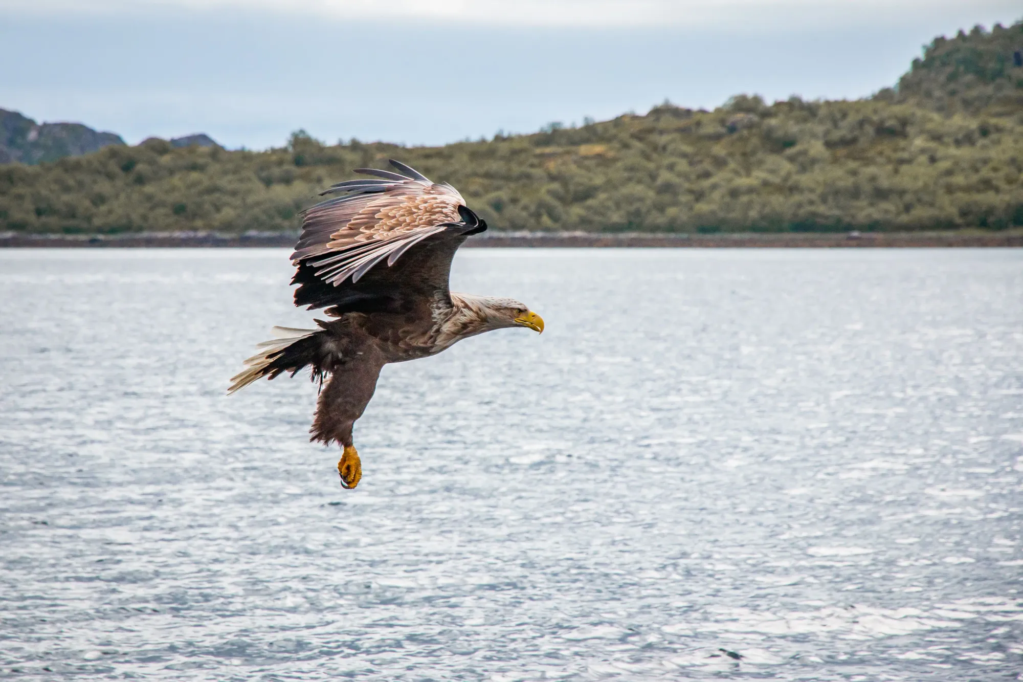 White-tailed sea eagles in Norway