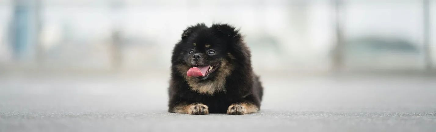 Five pet-friendly travel destinations to bring your four-legged friends