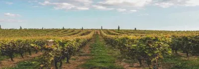 River Cruising the Wine Capital of the World