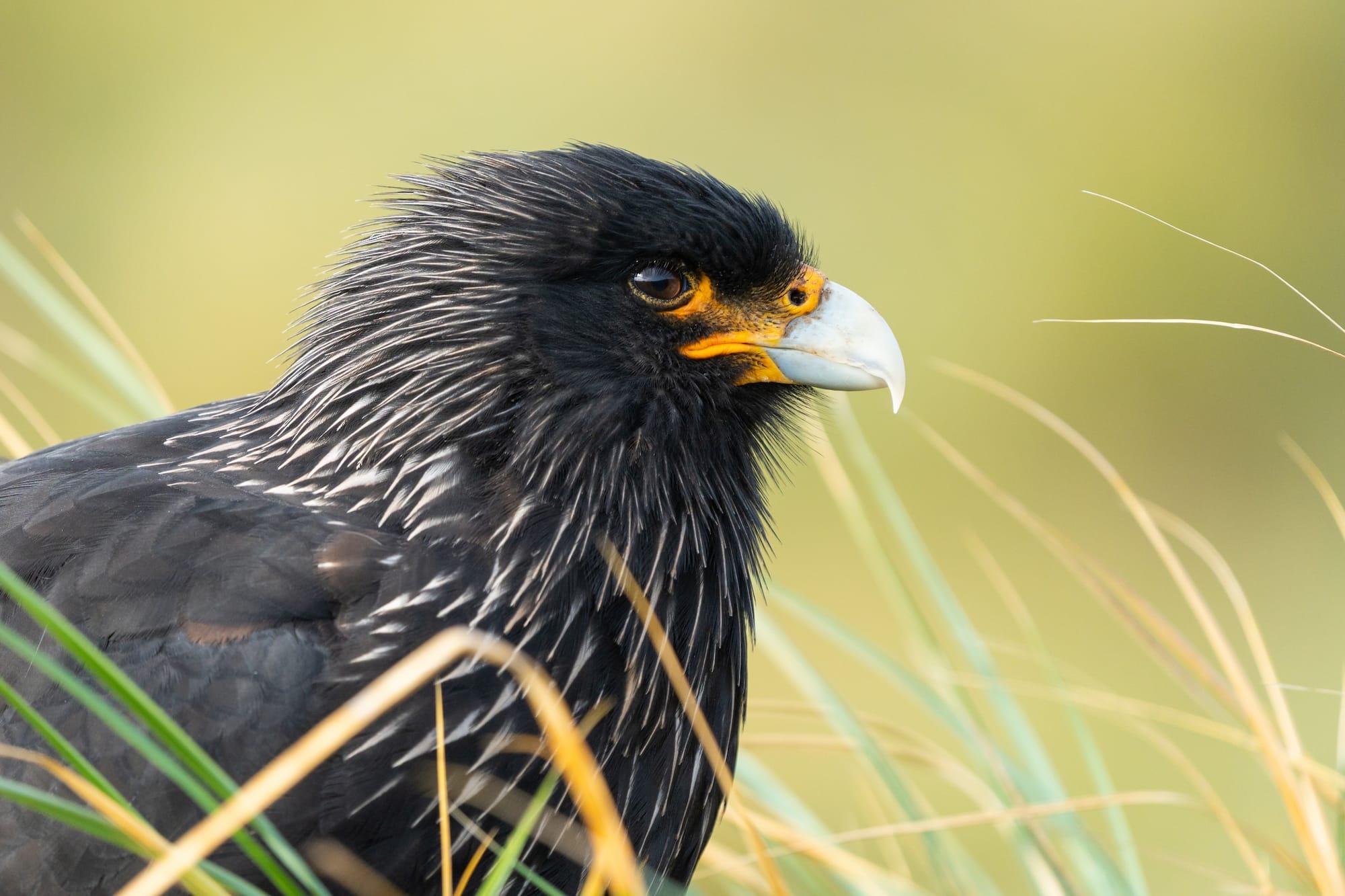 Ecology and Behaviour