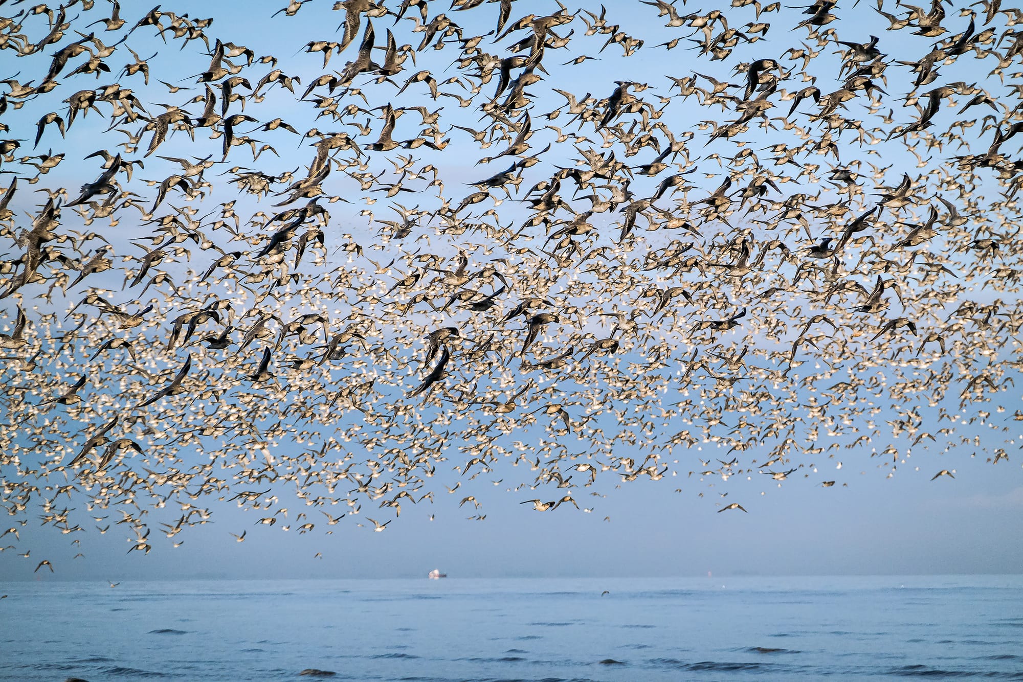 Movement and Distribution