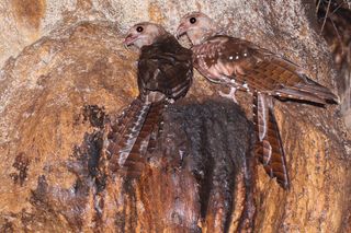 The Ornithologist Launches ‘Conceptual Notes’: Exploring the Unanswered Questions in Ornithology