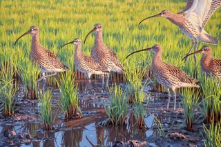 Upstream of Science: The Role of Bird Art in Understanding — An Interview with Szabolcs Kókay