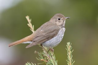 Evolution or Plasticity? What the Hermit Thrush Reveals About Climate Change