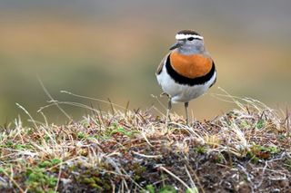 Introducing the Thousand Birder Circle