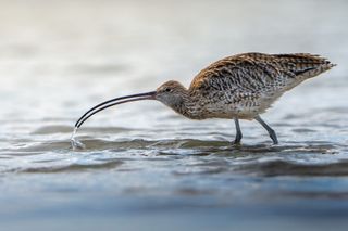 World Curlew Day: The Long Decline of Curlews, Now Fully Understood
