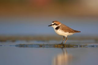 Do GPS Tags Affect Small Shorebirds?