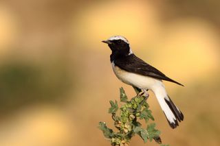 Three Wheatears, Three Routes into Africa