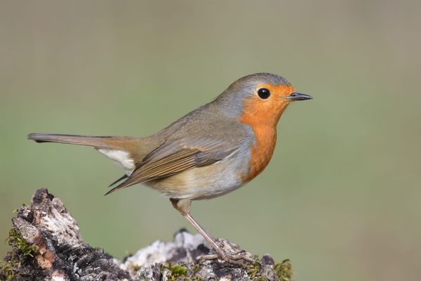 The Quantum Compass: Birds May Use Physics to Navigate