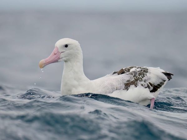 Island of Resilience – The Gough Island Restoration Project
