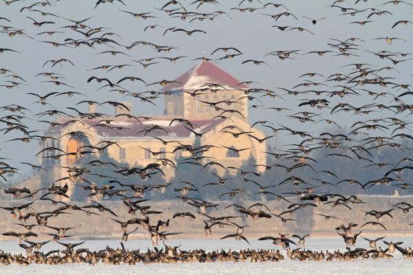 The Winter Legacy of Tata: An Interview with Dr László Musicz