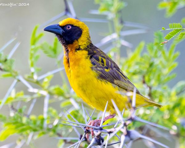 Rethinking Rarity: The Return of Fox’s Weaver in Uganda