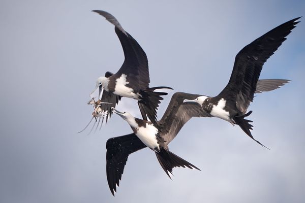 Extinction Crisis Looms for Birds, New Study Warns