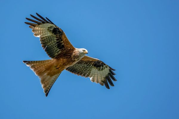 Patch by Patch: Birders Are Building a Grassroots Conservation Dataset