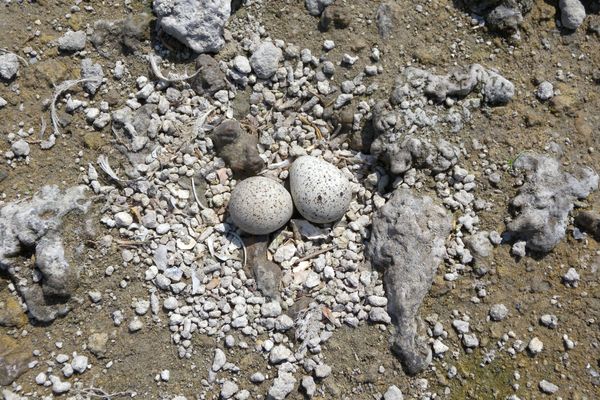 Small Eggs, Big Trade-offs: How Shorebirds Balance Clutch Size and Climate Risk