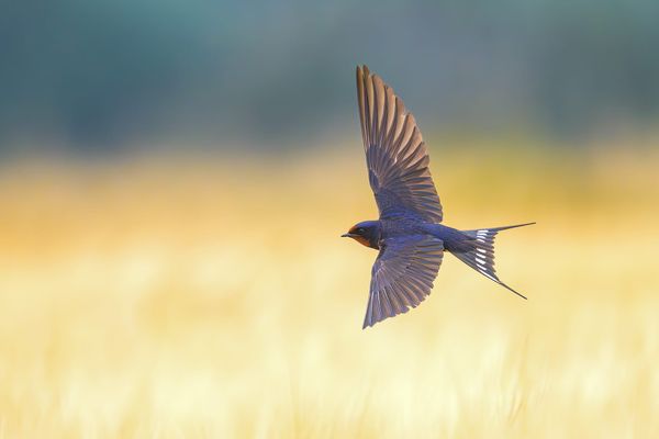 More Than a Pattern: Understanding the Hidden Complexity of Bird Migration