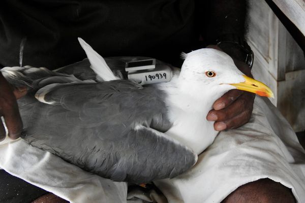 A Flyway Through the Heart of Asia: ‘Heuglin’s Gulls’ Reveal a Hidden Migratory Passage