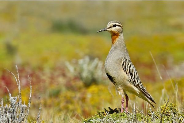 Why Some of Our Articles Are Behind a Paywall