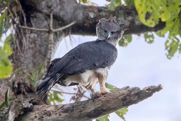 Harpy Eagle Returns to Chiapas