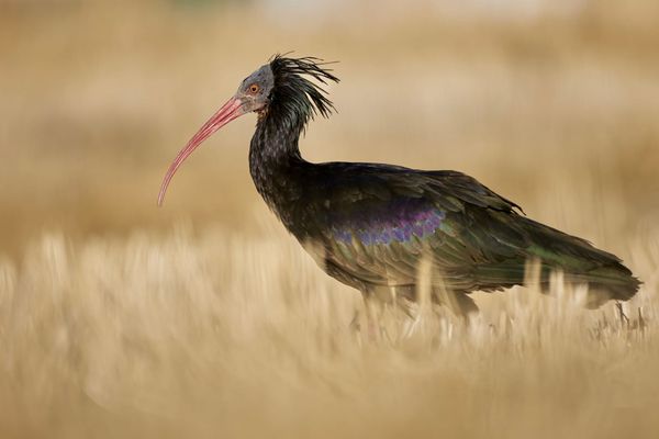 Three decades of action for migratory waterbirds – AEWA’s landmark role in turning science into cross-continental conservation