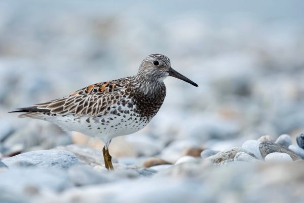 World Shorebirds Day: A Movement Rooted in Science, Community and Legacy