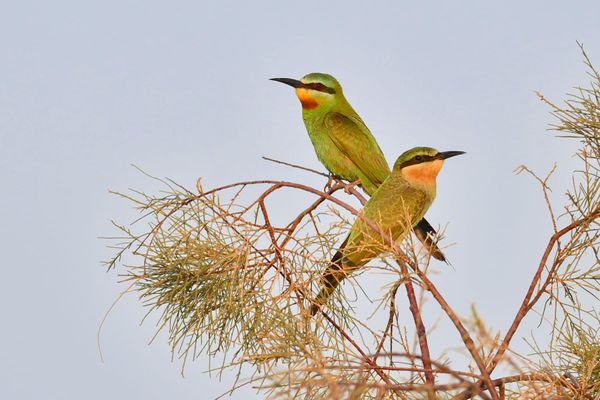 New Breeding Records in Egypt Signal Range Expansion for Two Iconic Species