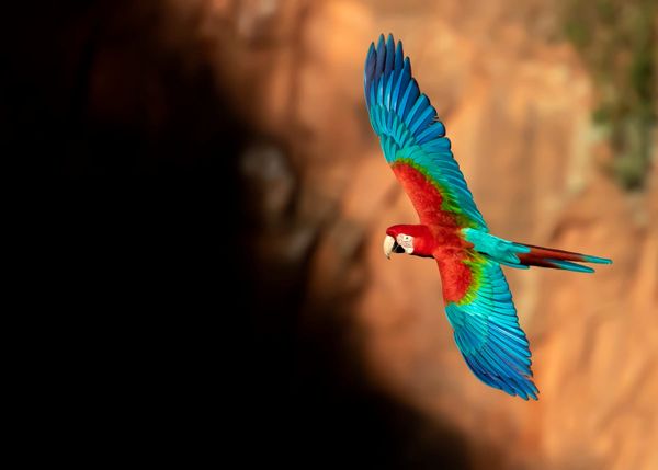 Wings of the Amazon: The Macaw Society’s Living Chronicle