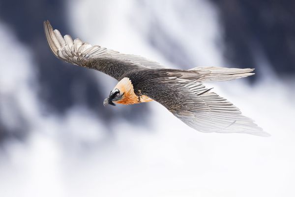 Bearded Vulture Breeding Pairs Pass 100 in the Alps – A Historic Conservation Success