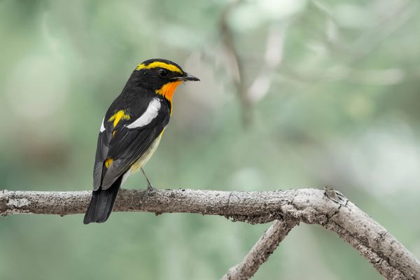 Routing the Journey: Loop vs. Direct Migrations of East Asian Songbirds