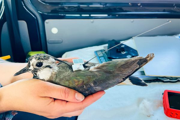 Real-Time, Real Impact: Revolutionary Bird Tracking with Interrex’s UBILINK