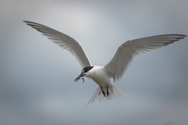 Saving Norderoog: A Seabird Sanctuary on the Edge