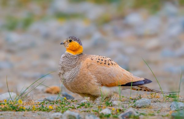 The Shape of the Bird Tree: A Global Phylogeny of 11,000 Species