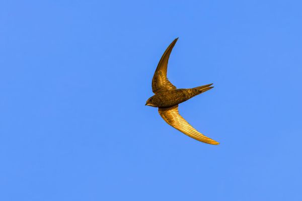 The Extreme Breeding Ecology of Cliff-nesting Swifts