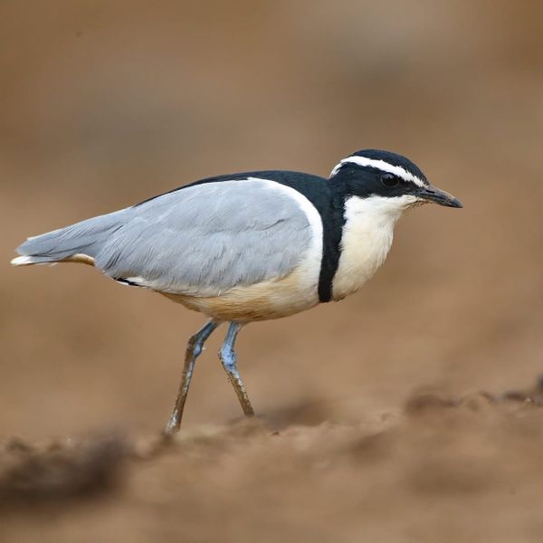 Guardians of the Sand – Protecting the Egyptian Plover Along the Niger River