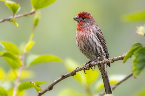 The Sanctuary in the Sidewalk: Trees Rescue Birds in Mexico’s Cities