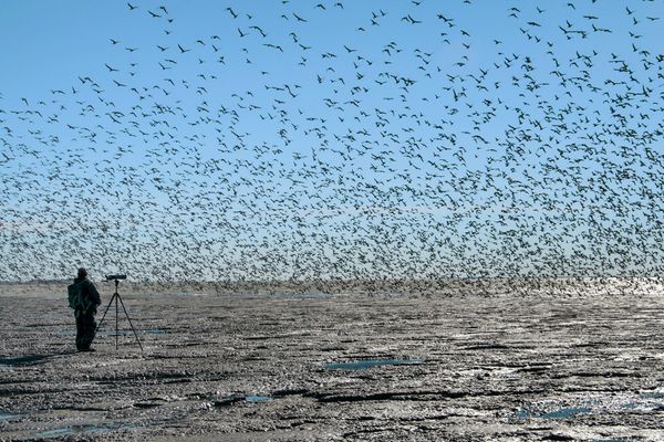 The WHSRN Week: Flying over the World Shorebird Day