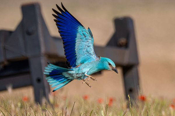 From Kruger to Xinjiang: Tracking the European Roller’s Epic Journey