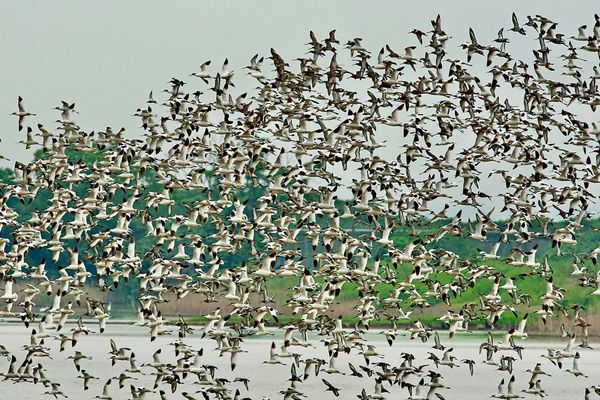 Mai Po Wetland Receives Gold Star Award for Conservation and Education Excellence