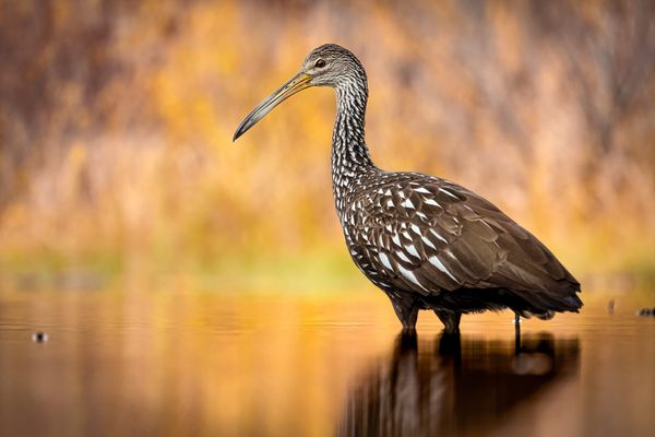 A Stranger in the Wetlands: Limpkin Range Expansion Redraws the Map