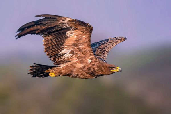 Instinct vs. Experience: Steppe Eagles Learn to Migrate Safely