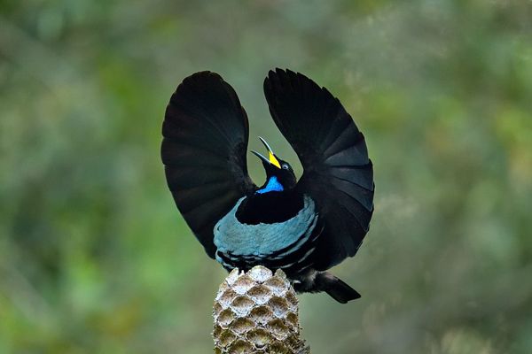 Engineering Elegance: The Paradise Riflebird As Nature’s Most Theatrical Engineer