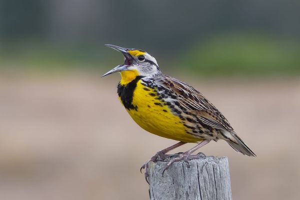 North America’s Bird Declines Reveal a Global Conservation Blind Spot