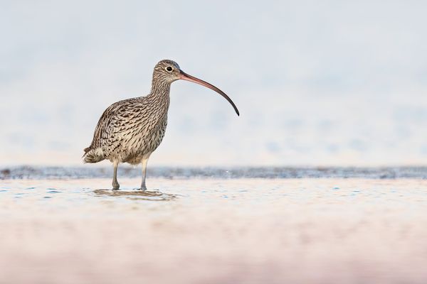 Shorebirds, one year on: what we won, what we lost, and what must come next
