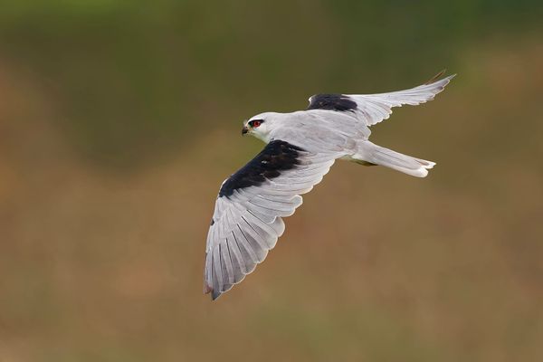First confirmed breeding of the Black-winged Kite in Hungary