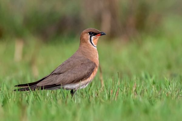 Why Wait to Grow Up? Shorebirds' Delayed Maturity Tied to Coastal Living