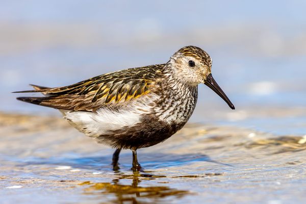 Running on Empty: How a Dunlin Crossed Europe Without Reserves