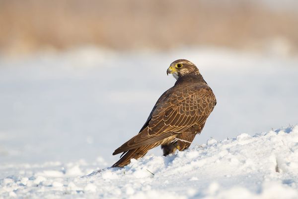 Saker Falcon on Thin Ice: Uneven Recovery Across Europe