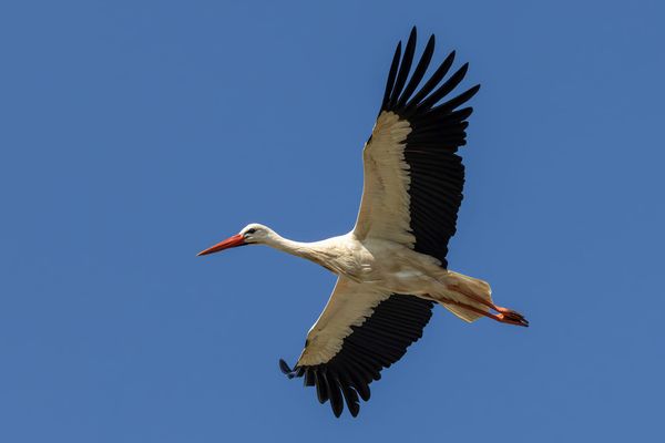Timing Shapes Flyway Selection in Juvenile White Storks