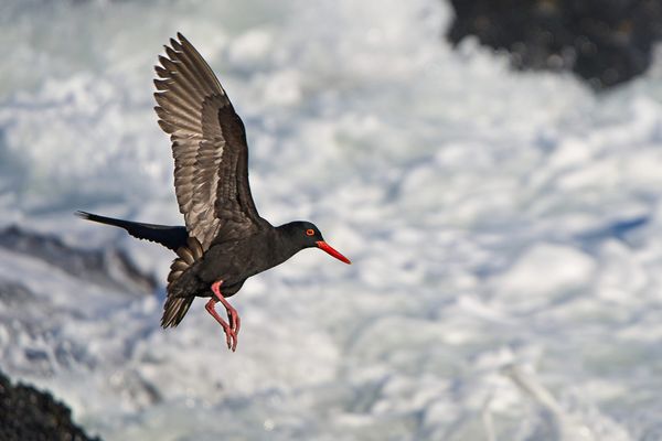 Beyond the Tide: Assessing Storm Impacts on African Oystercatchers