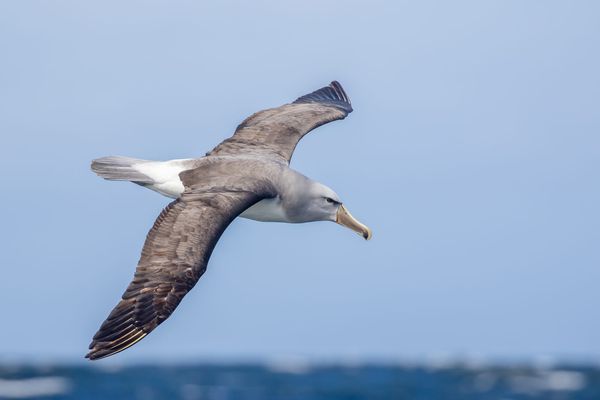 Automating the Count: Advances in AI-Based Seabird Monitoring